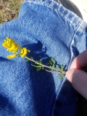 Corydalis micrantha