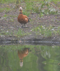 Tadorna ferruginea