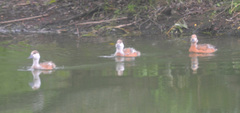 Tadorna ferruginea