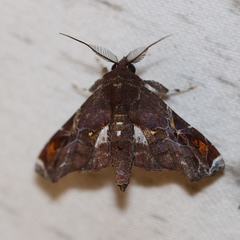 Eutelia chrysotermina