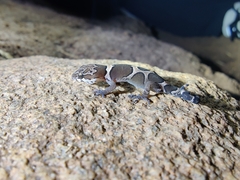 Cyrtodactylus srilekhae
