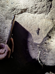 Cyrtodactylus srilekhae