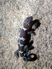 Cyrtodactylus srilekhae