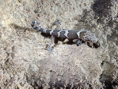 Cyrtodactylus srilekhae