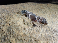 Cyrtodactylus srilekhae