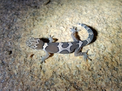 Cyrtodactylus srilekhae
