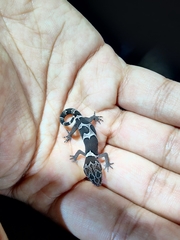 Cyrtodactylus srilekhae