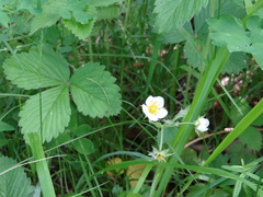 Fragaria orientalis