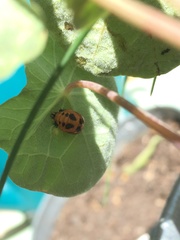 Harmonia axyridis