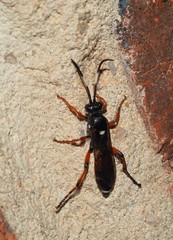 Ichneumon promissorius