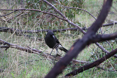 Strepera versicolor melanoptera
