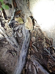 Duttaphrynus melanostictus