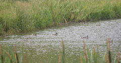 Anas platyrhynchos