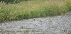 Anas platyrhynchos
