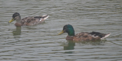 Anas platyrhynchos