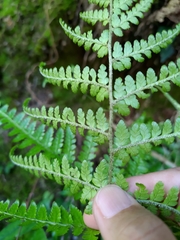 Dryopteris formosana