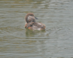 Tadorna ferruginea