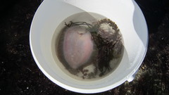 Zeugopterus punctatus