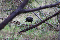 Strepera versicolor melanoptera
