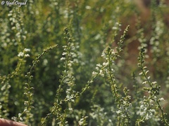 Anarrhinum forskaohlii