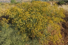 Bilacunaria boissieri