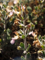 Teucrium divaricatum