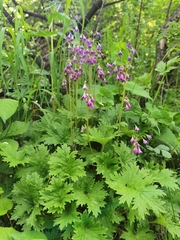 Primula matthioli pekinensis
