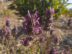Thymbra spicata