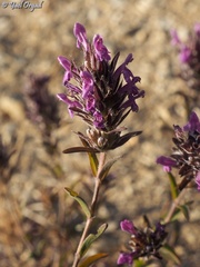 Thymbra spicata