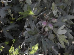 Eriolobus trilobatus