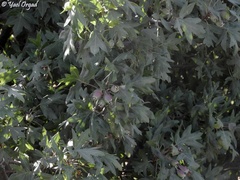 Eriolobus trilobatus