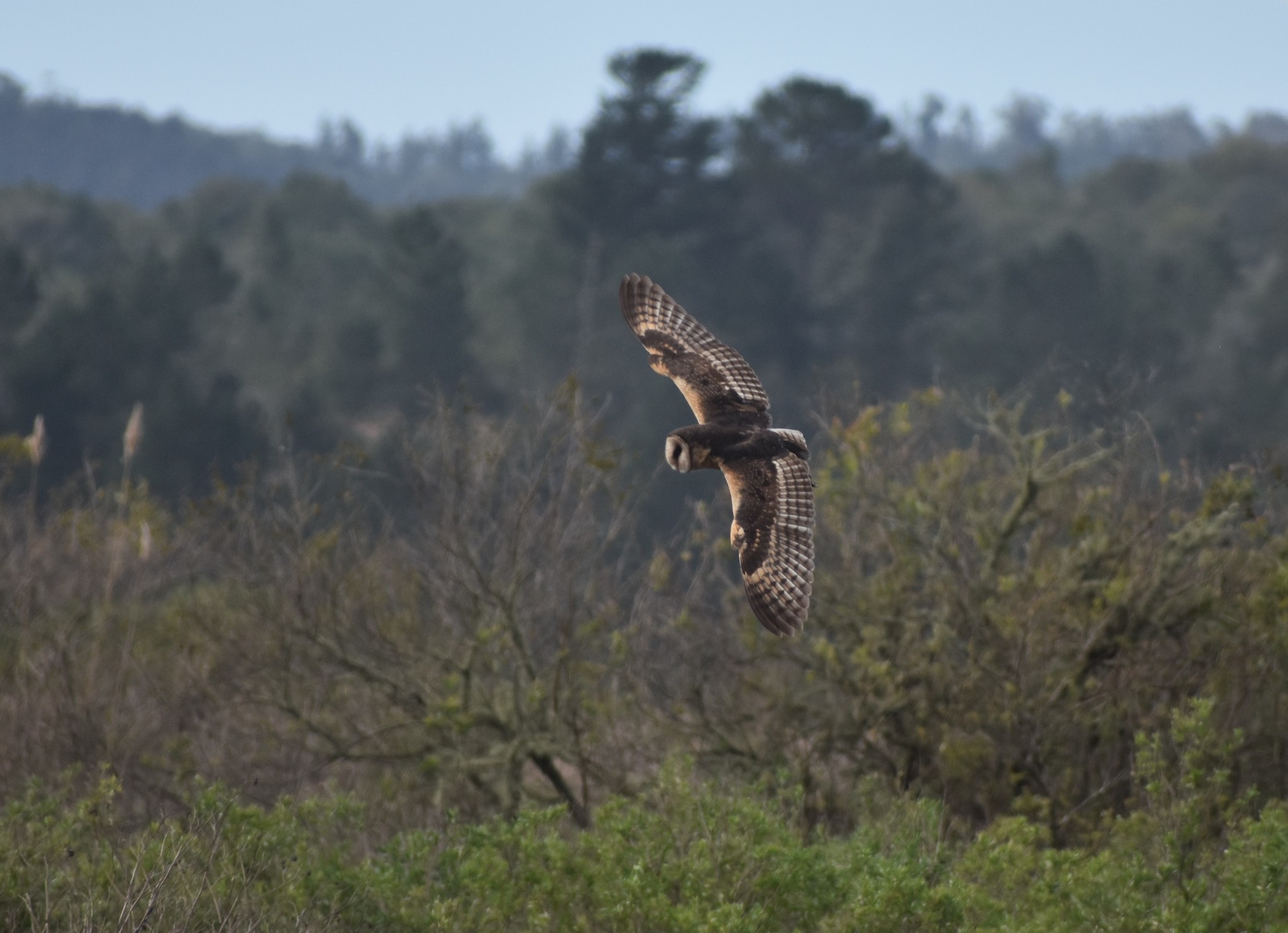 African Grass-Owl (Tyto capensis)