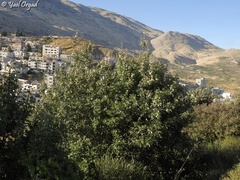 Eriolobus trilobatus