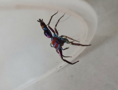 Chrysilla