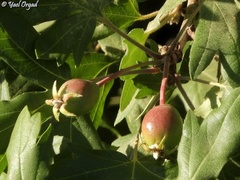 Eriolobus trilobatus