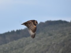 African Grass-Owl photo 5