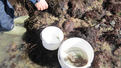 Zeugopterus punctatus