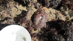 Zeugopterus punctatus