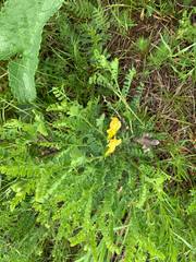 Caragana microphylla