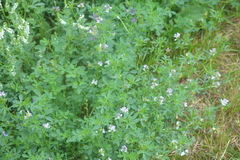 Medicago × varia