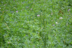 Medicago × varia