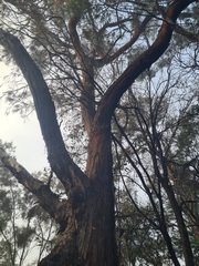 Eucalyptus globoidea