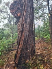 Eucalyptus globoidea