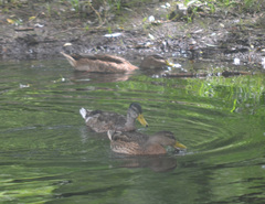 Anas platyrhynchos