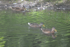 Anas platyrhynchos