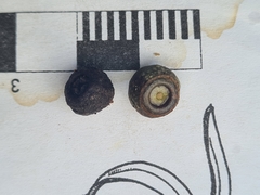 Eucalyptus globoidea