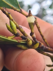 Eucalyptus globoidea