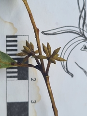 Eucalyptus globoidea