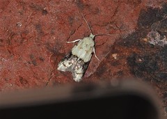 Tracholena sulfurosa