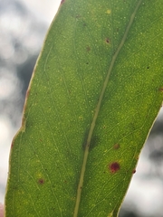 Eucalyptus globoidea